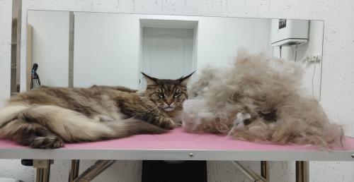Уходы для собак от 40р, стрижка, экспресс-линька для котов от 70р в "Goofy Groom"